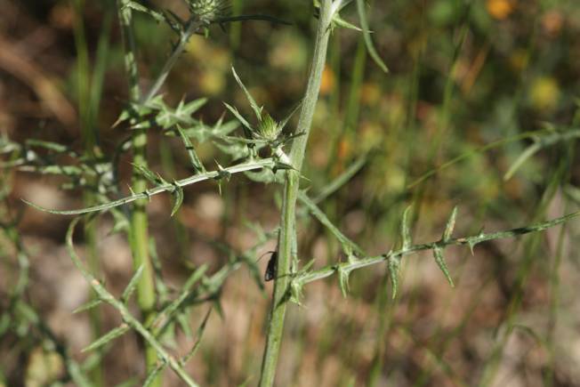 Galactites tomentosus