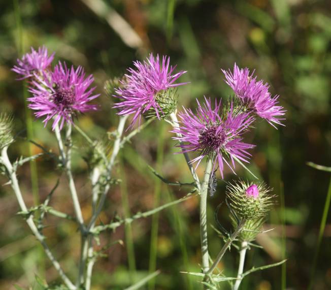 Galactites tomentosus