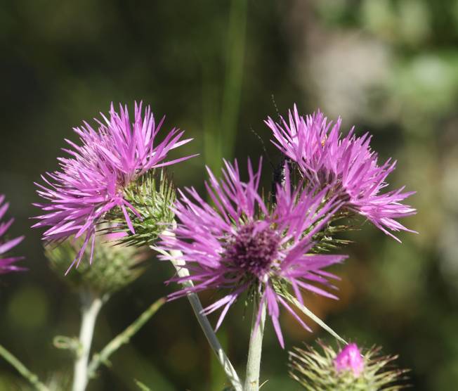 Galactites tomentosus