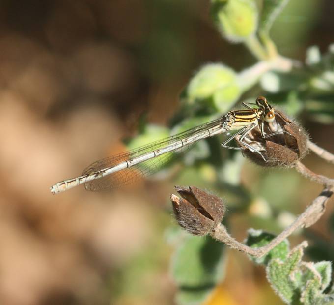 Platycnemis pennipes femmina?  S !