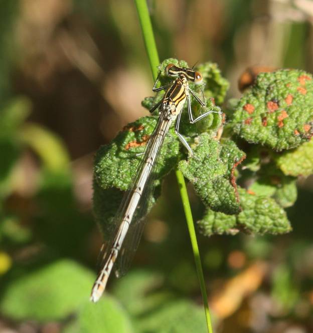 Platycnemis pennipes femmina?  S !