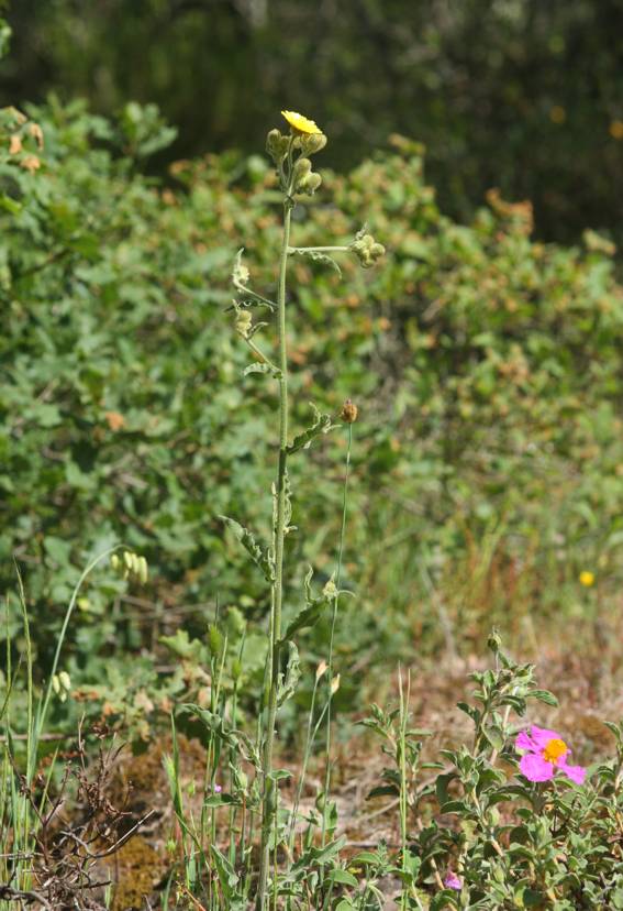 Andryala integrifolia / Lanutella