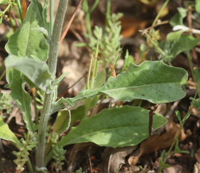 Andryala integrifolia / Lanutella