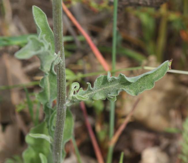 Andryala integrifolia / Lanutella