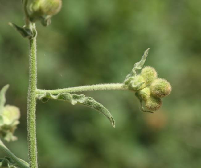 Andryala integrifolia / Lanutella