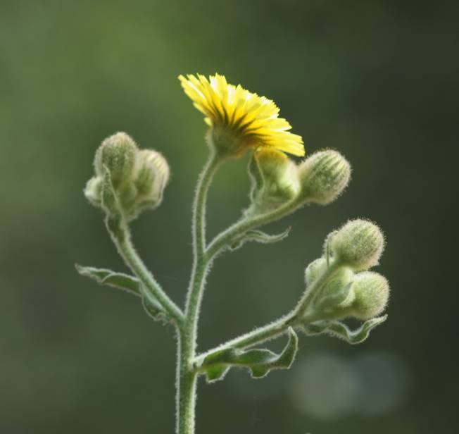 Andryala integrifolia / Lanutella