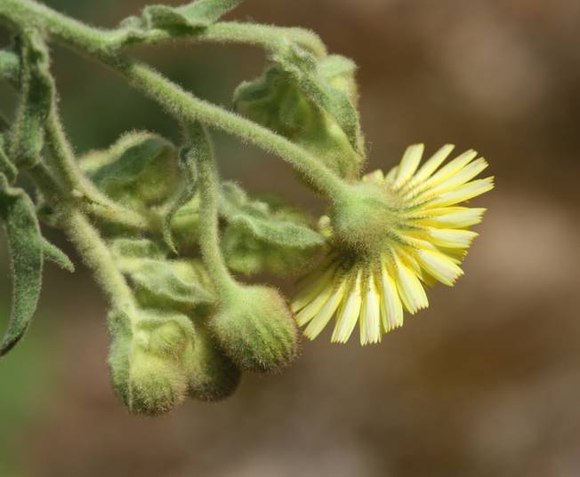Andryala integrifolia / Lanutella