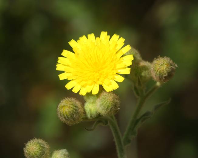 Andryala integrifolia / Lanutella