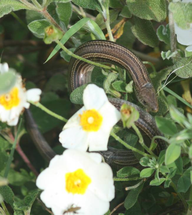 Luscengola / Chalcides chalcides?  S !