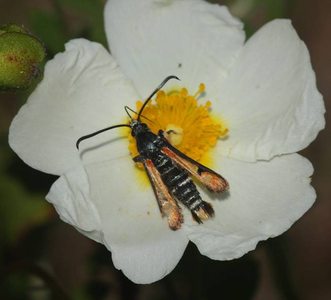 Pyropteron chrysidiforme? S !