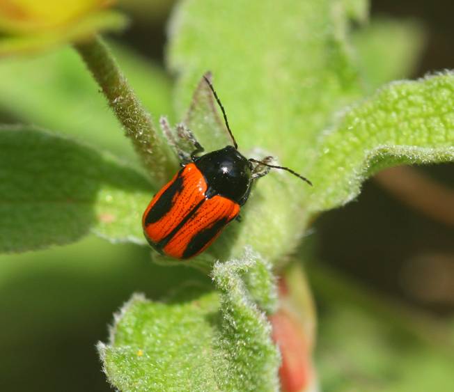 Conferma di Cryptocephalus bipunctatus, Chrysomelidae