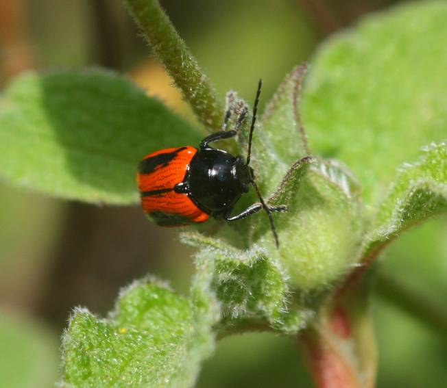 Conferma di Cryptocephalus bipunctatus, Chrysomelidae