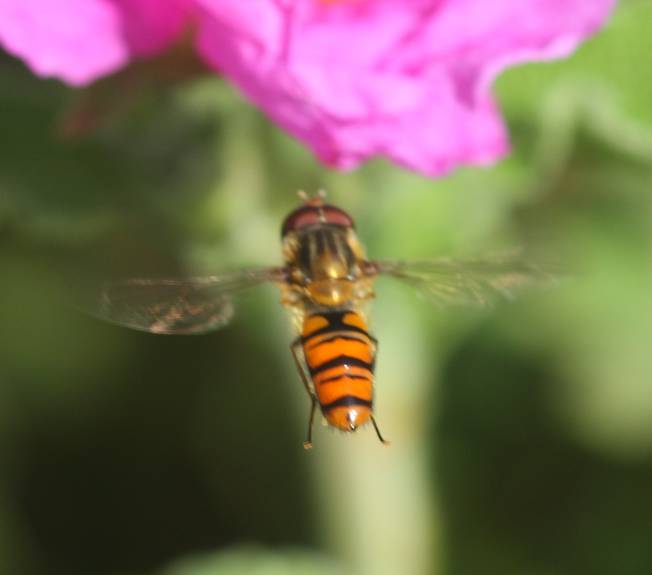 Episyrphus balteatus?  S !