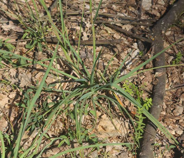 Poacea da identificare:  Dactylis glomerata