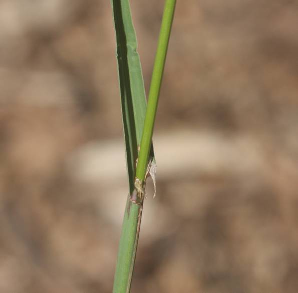 Poacea da identificare:  Dactylis glomerata