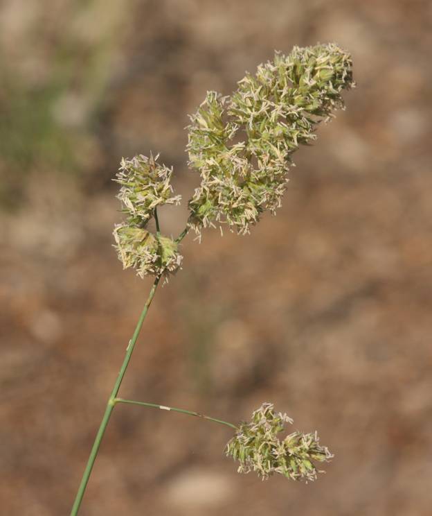 Poacea da identificare:  Dactylis glomerata