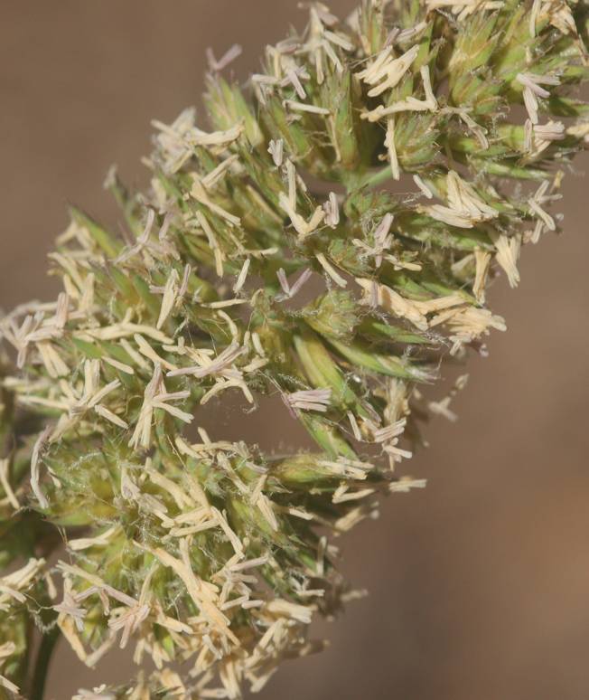 Poacea da identificare:  Dactylis glomerata