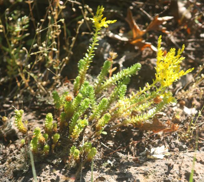 Sedum acre o sexangulare? Sedum sexangulare