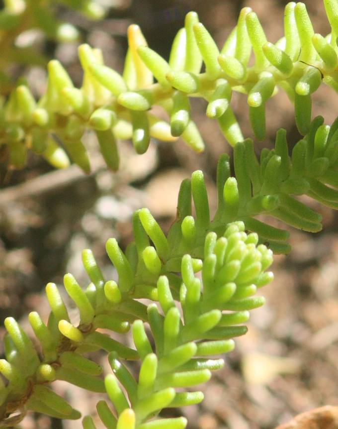 Sedum acre o sexangulare? Sedum sexangulare