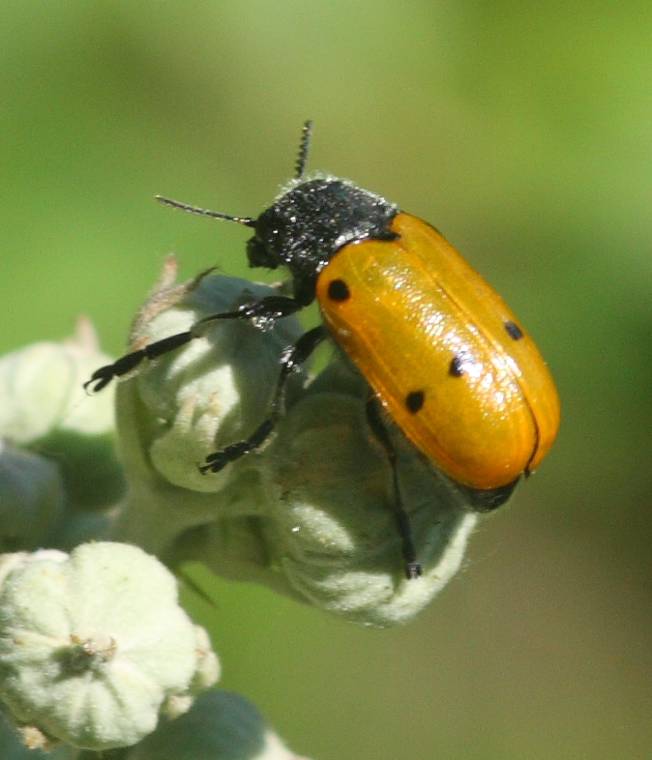 Chrysomelidae: Lachnaia italica? S, maschio