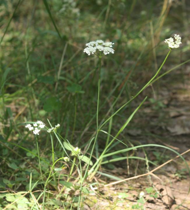Apiaceae: Oenanthe sp. (cfr.)