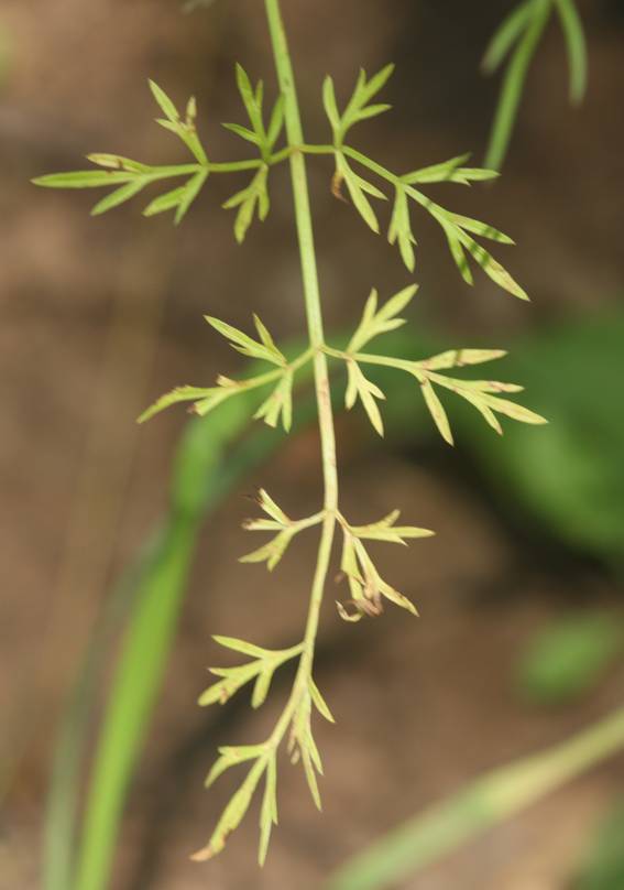 Apiaceae: Oenanthe sp. (cfr.)