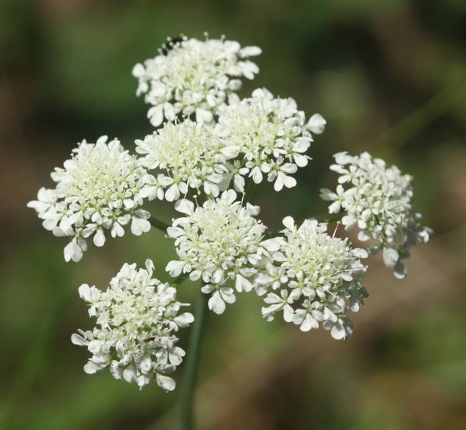 Apiaceae: Oenanthe sp. (cfr.)