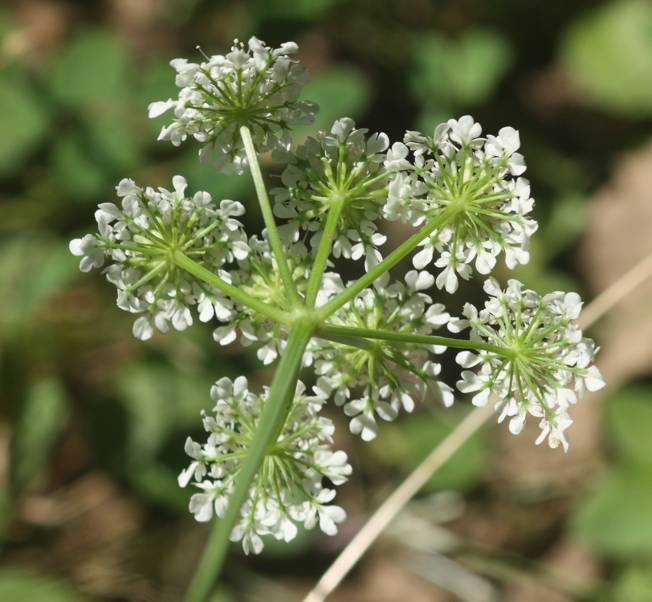 Apiaceae: Oenanthe sp. (cfr.)
