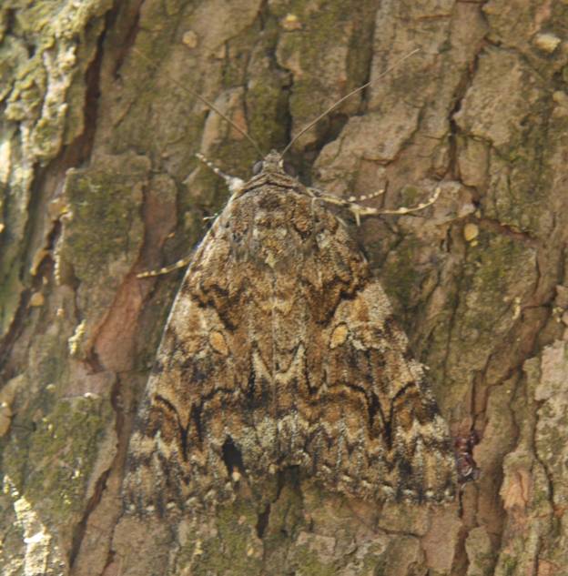 Falena da identificare