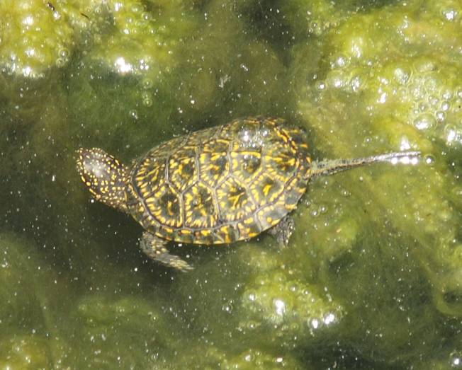 Emys orbicularis  dell'' Albania