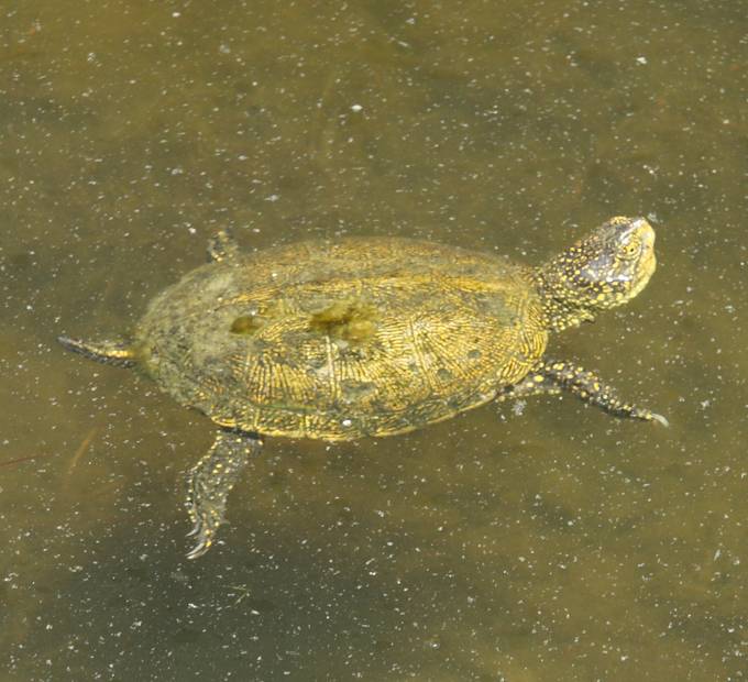 Emys orbicularis  dell'' Albania