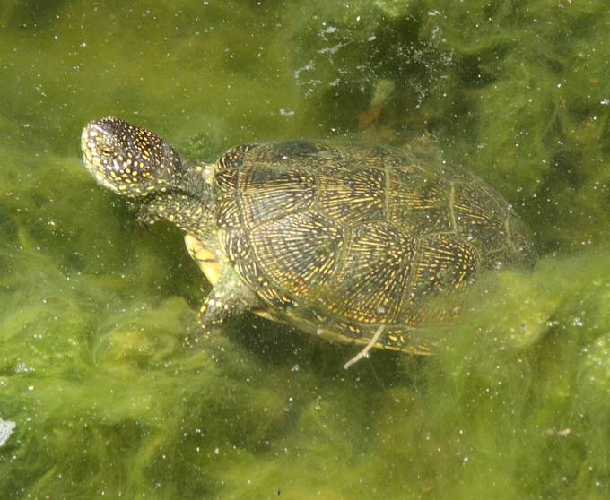 Emys orbicularis  dell'' Albania