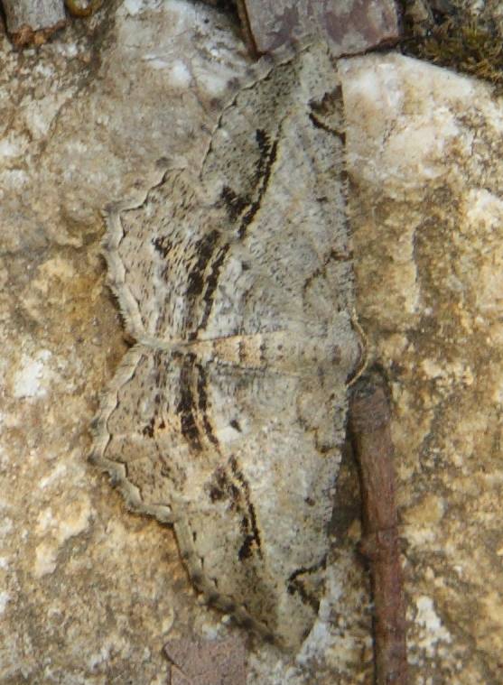 Geometridae da identificare - Chiasmia aestimaria