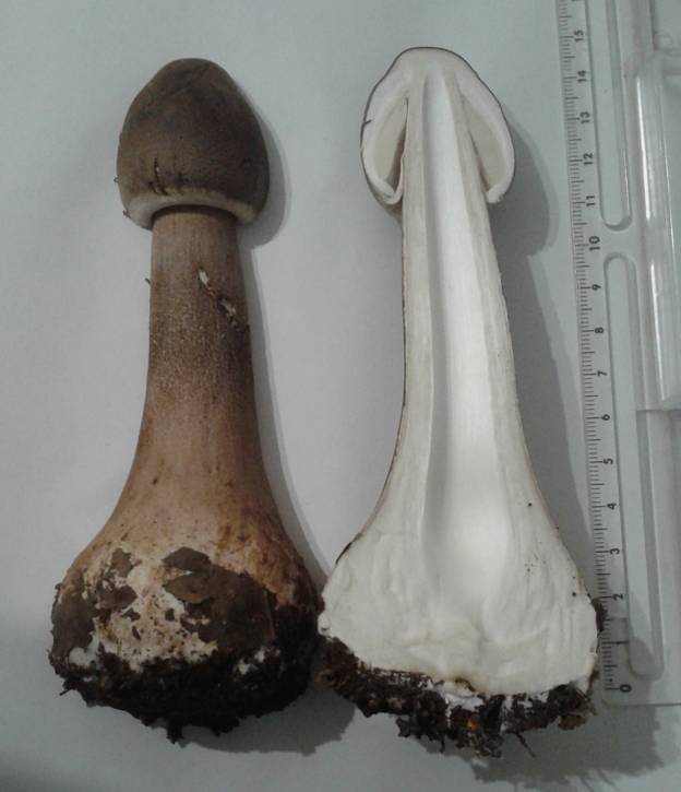 Aiuto Identificazione