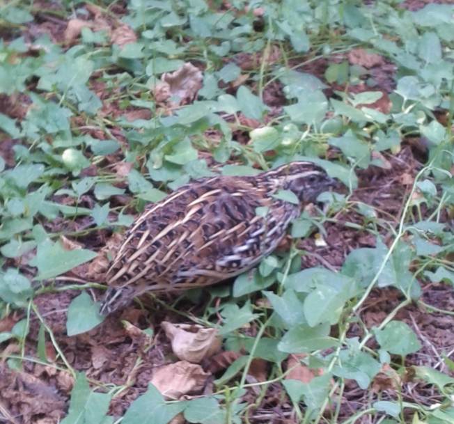 Quaglia (Coturnix coturnix) ?  S !