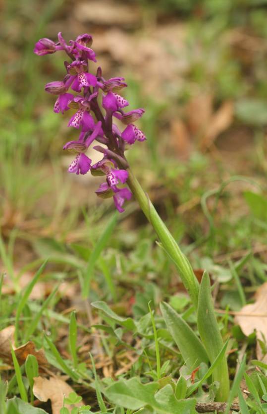 Conferma Anacamptis morio