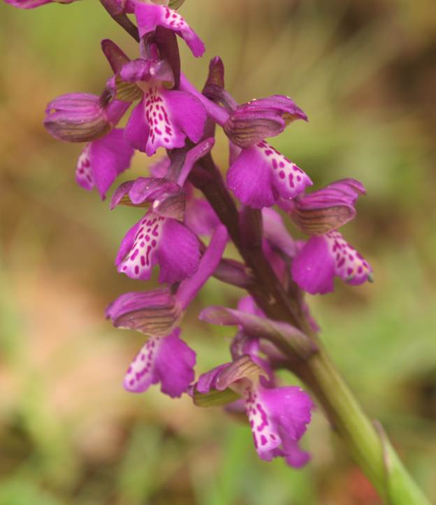 Conferma Anacamptis morio