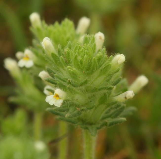 Lamiacea? No, Parentucellia latifolia (Orobanchaceae)