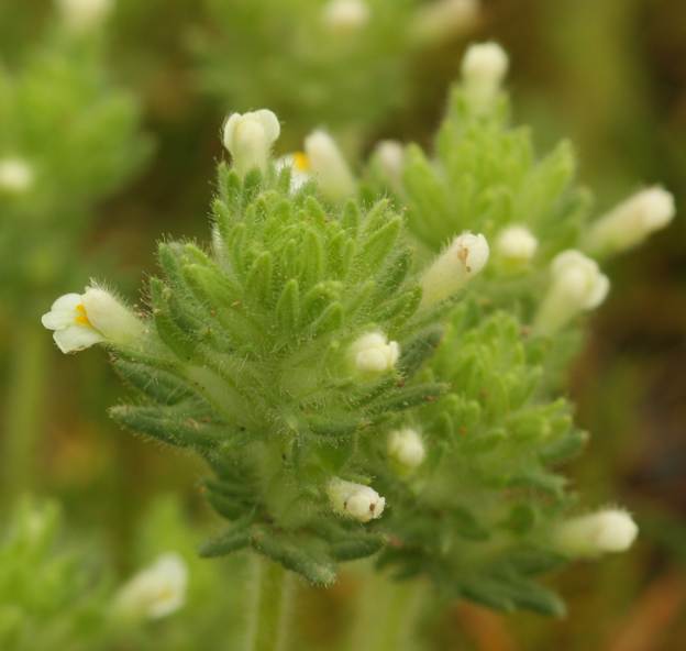 Lamiacea? No, Parentucellia latifolia (Orobanchaceae)