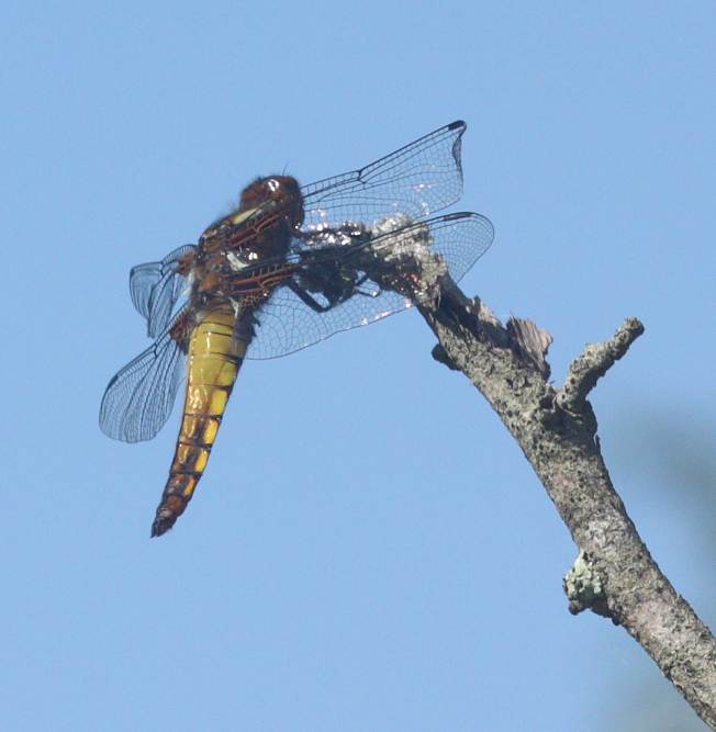 Libellula da identificare - Libellula depressa maschio giovane