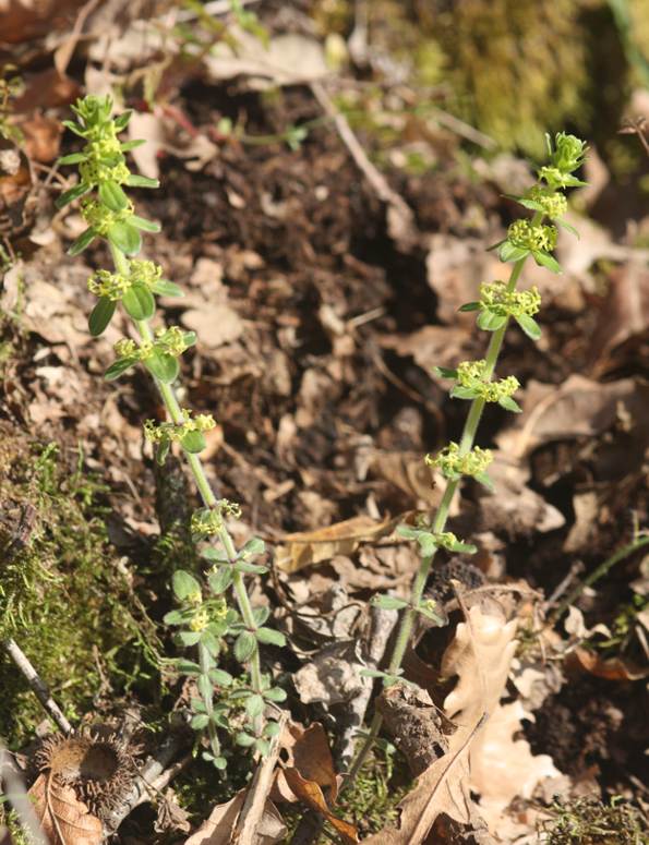 Cruciata glabra