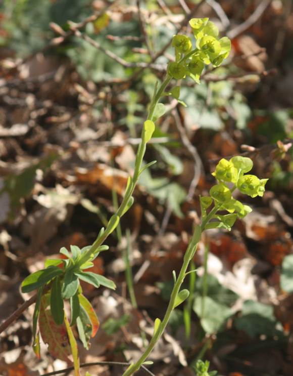 Euphorbia amygdaloides