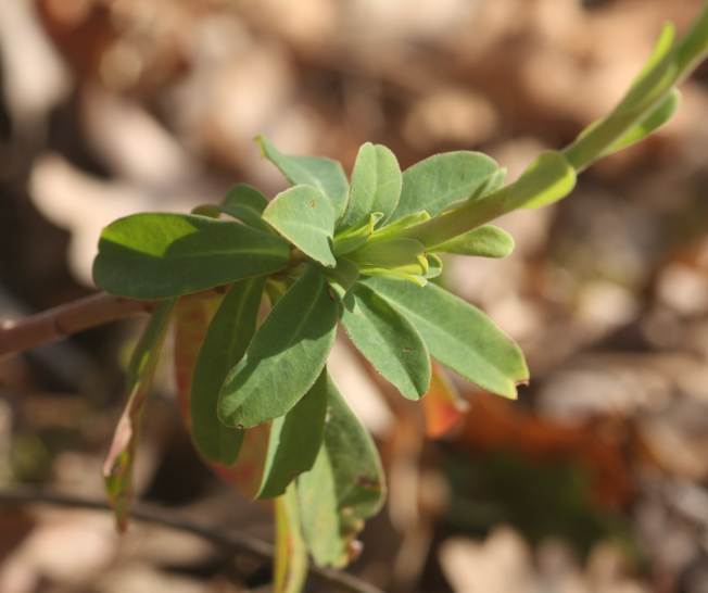 Euphorbia amygdaloides