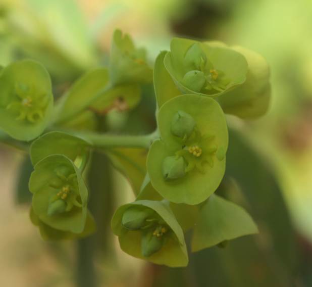 Euphorbia amygdaloides