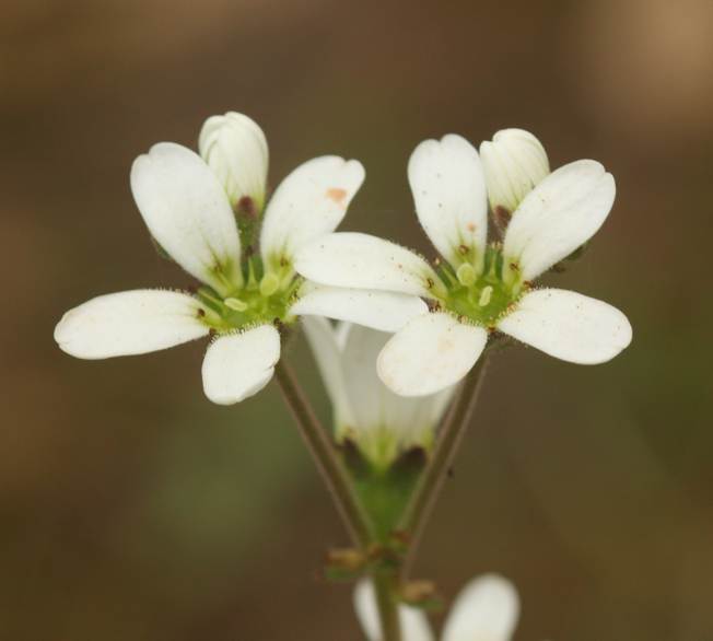 Saxifraga bulbifera / Sassifraga bulbifera