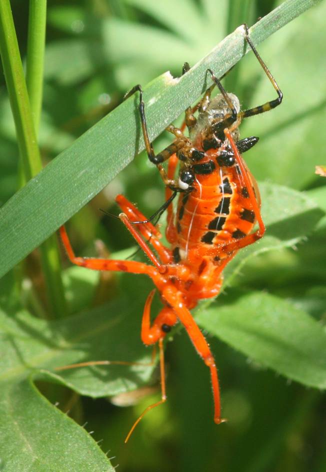 Reduviidae: Rhynocoris da id. (predato da ragno?)   No, in muta
