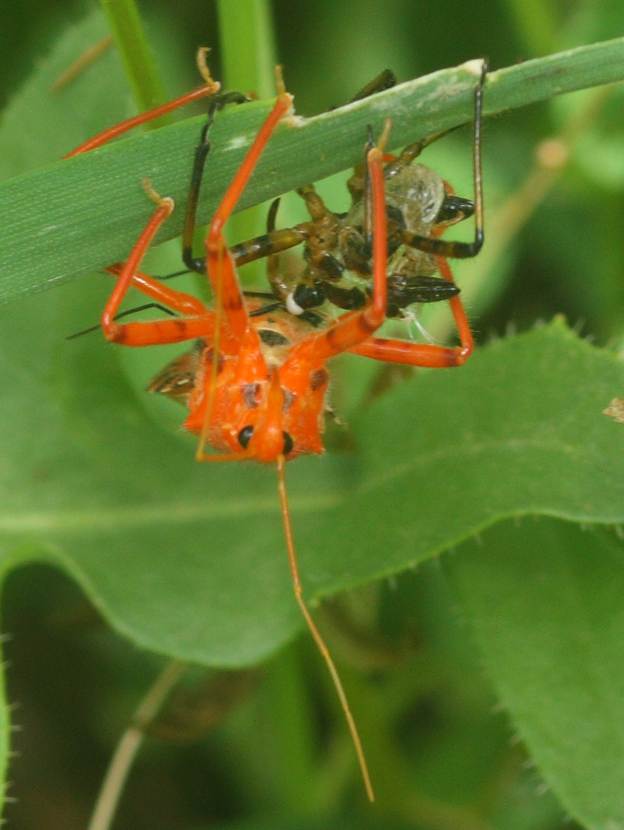 Reduviidae: Rhynocoris da id. (predato da ragno?)   No, in muta