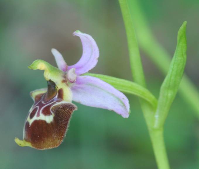 Ophrys holosericea?