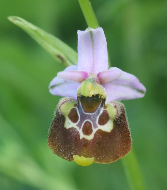 Ophrys holosericea?