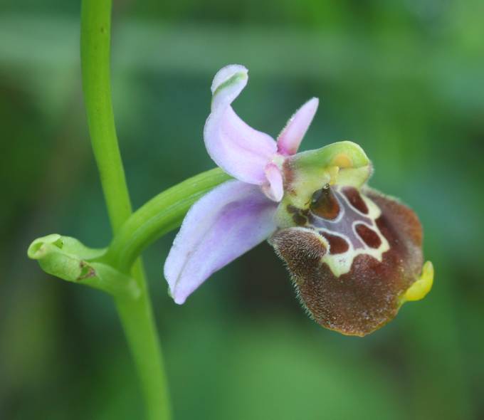 Ophrys holosericea?